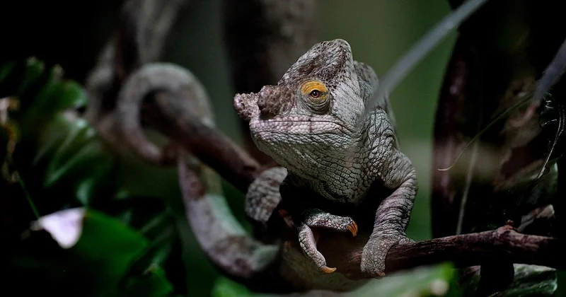 La grille des paliers : combien de timbres selon le poids